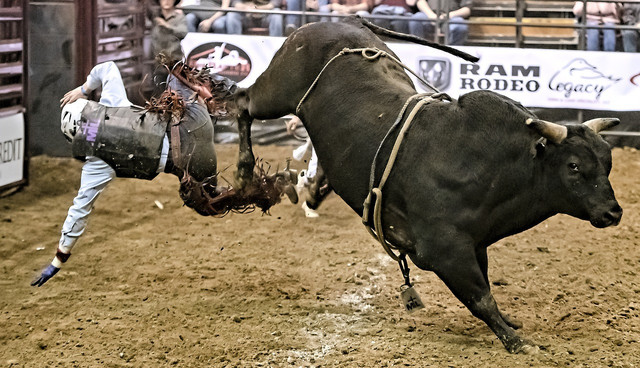 Bull riding isn't good for the bull or the rider. 
