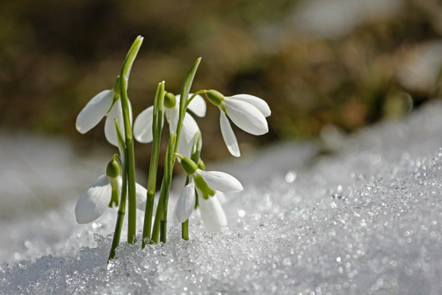 Snowdrops are a delicate winter flowering plant.
