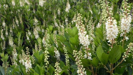 sweet pepperbush
