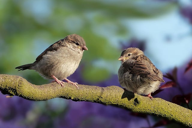 Conservation is key to maintaining bords that are abundant.