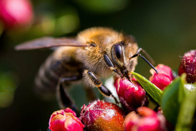 Bees play a vital role in our ecosystem.