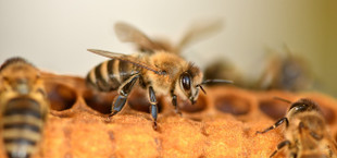 Are honeybees endangered?