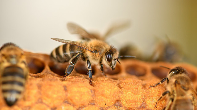 Are honeybees endangered?