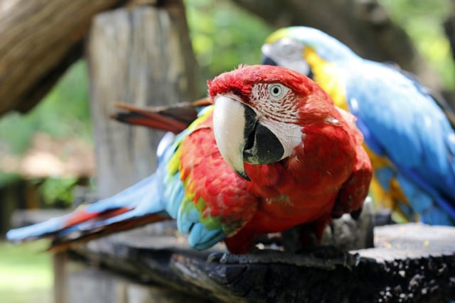 The scarlet macaw is one of the most common species of animals that live in rainforests.