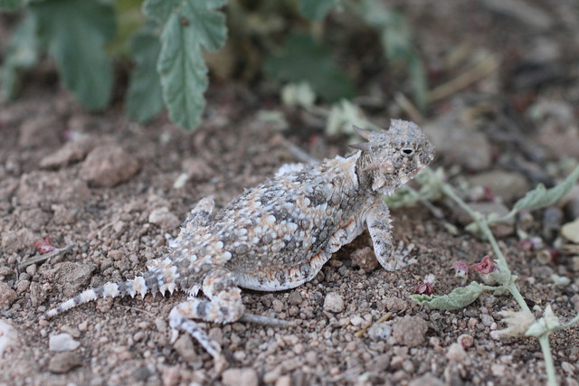 Horned lizards are difficult to spot.