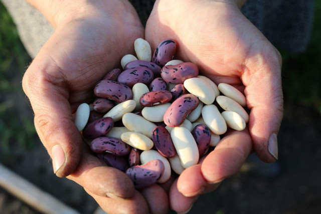 Legumes are a staple of vegetarian and vegan diets as they are high in protein. 