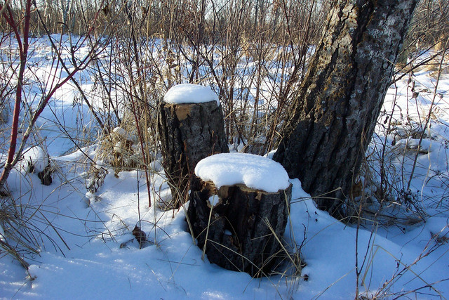 Coppiced trees are cut at the base to encourage new growth.