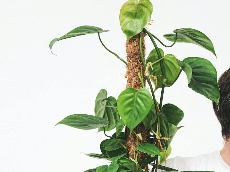 Give Your Trailing Plants an Upward Trajectory with This Plant Stake Trick
