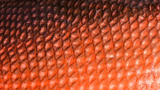 fish leather