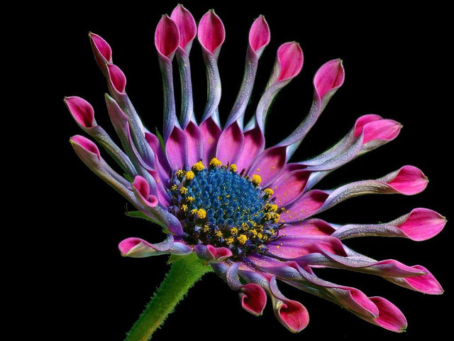 The African Daisy is pink in color and native to Africa. 
