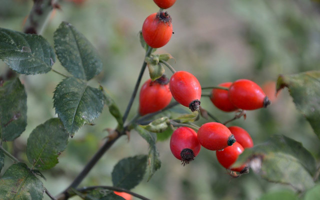 rose hips