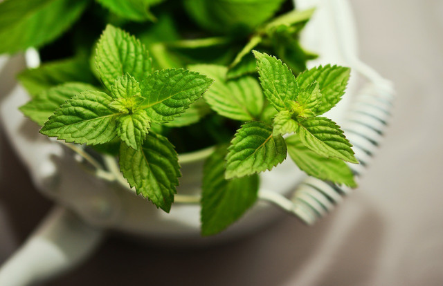 Peppermint essential oil combined with tea tree oil is a good natural mouthwash.