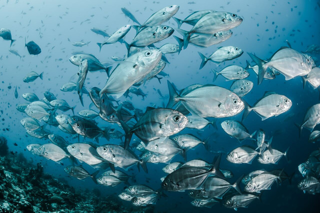 Fish are social creatures experiencing emotions and pain.