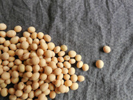 Soybeans before being turned into wax.