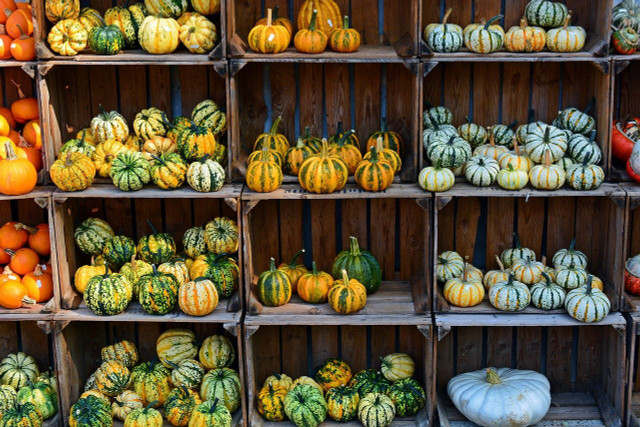 The pumpkin varieties are endless
