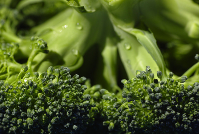 Brocolli can still be grown in sub-zero temperatures.