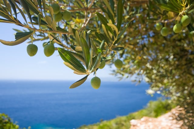 Olive trees do not require much water.