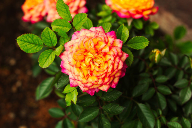 Miniature roses thrive in nitrogen-rich soil.