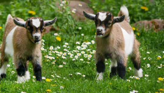 best goats for pets