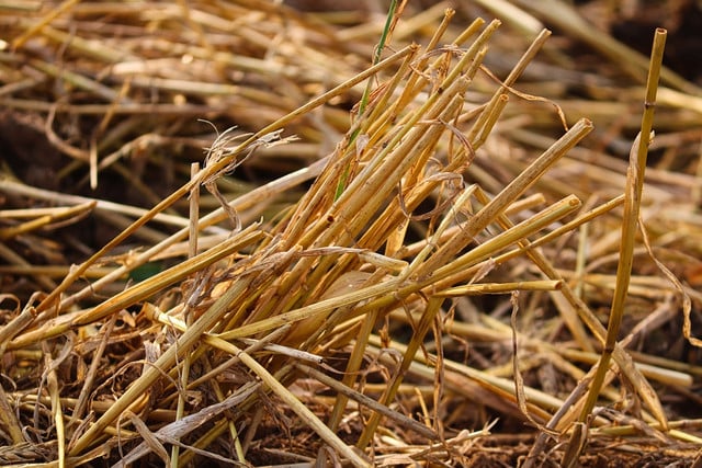 It is best to amend clay soils with straw in the fall, otherwise the decomposition process may hinder plant growth.