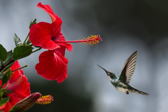 Some people enhance their DIY hummingbird food by adding extra nutrients.