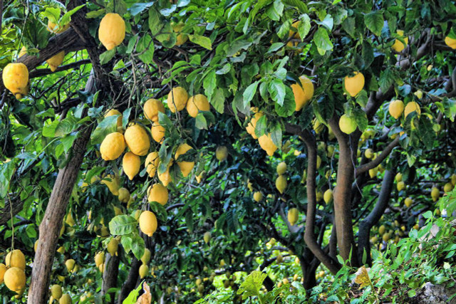 Grow a lemon tree at home.