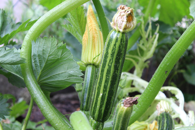 Zucchini is easy to grow from seed and loves warm weather.