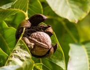 how do walnuts grow
