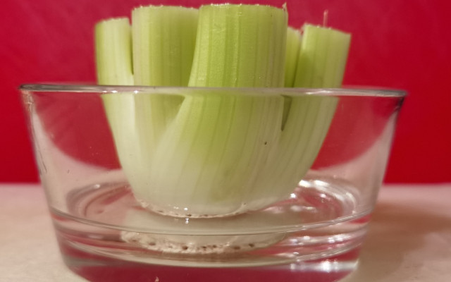 Celery grows relatively quickly with proper care.