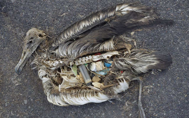 dead Albatross plastic in stomach 