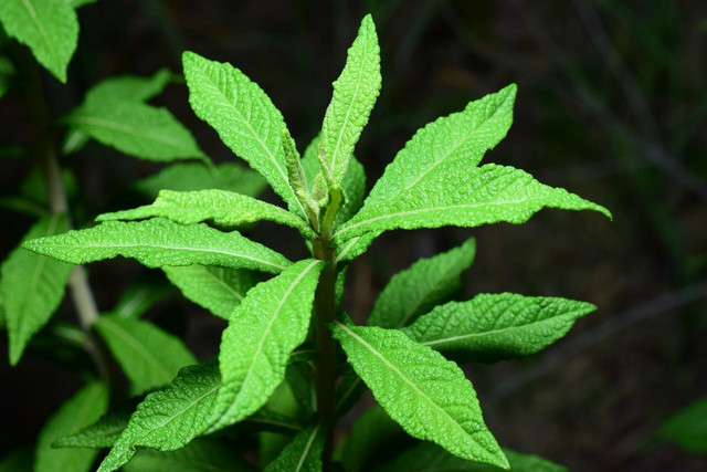 Spearmint can improve your mood and your memory.