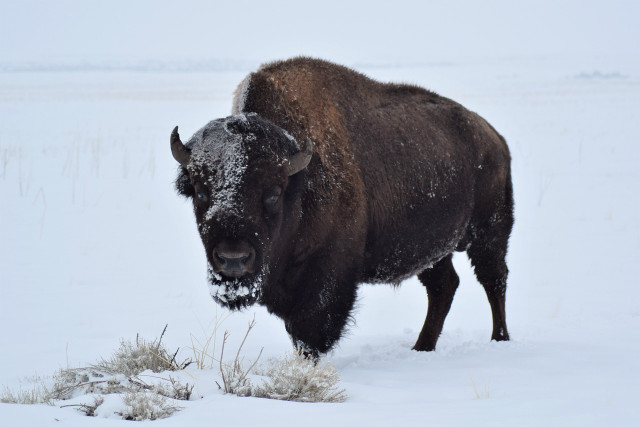 when-you-think-about-what-animals-are-scientists-t-cc0-pixabay-lindasay-230429_download When you think about what animals are scientists trying to bring back, an aurochs might not be your first guess.