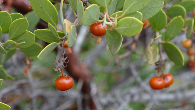 Manzanita berries contain hard, but edible berries.
