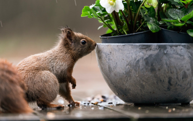 how to keep squirrels away 