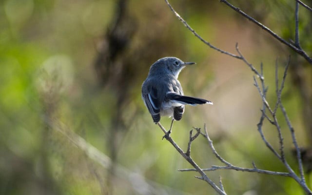 Wild bird sanctuaries save millions of birds.