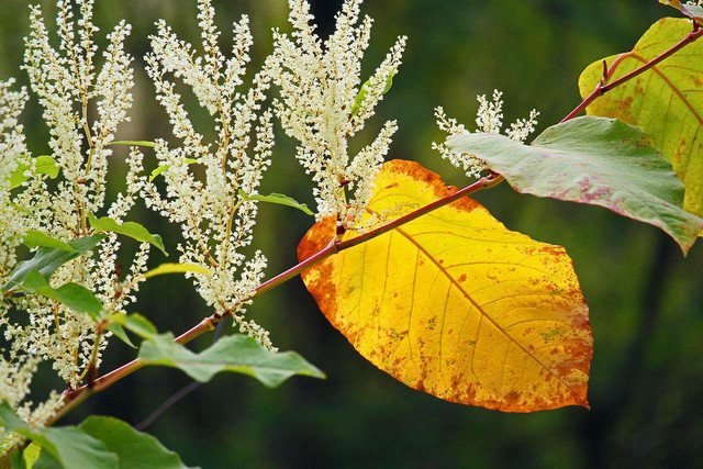 Distinct flowers, leaves, and stems make Japanese knotweed identification easy.  