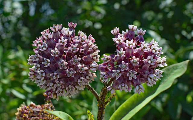 flowers for bees 