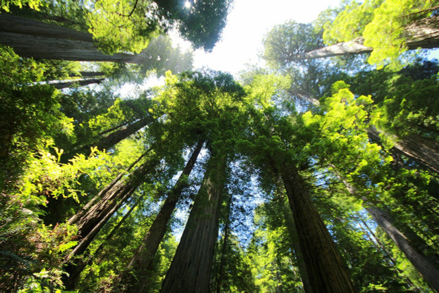 The Hyperion is a towering redwood tree.