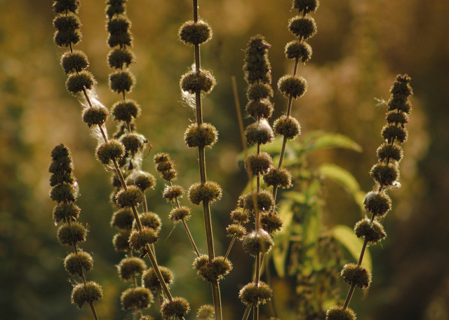 Pennyroyal is a wasp-repellent plant with a fresh minty aroma.