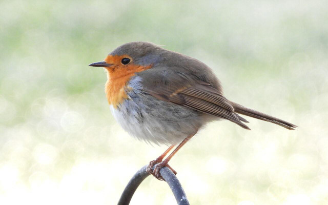 Where do robins go in winter? Learning why they go is also just as important. 