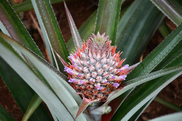The pineapple fruit grows from the flower.