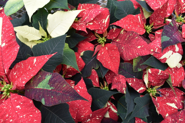 Consider drying the leaves for holiday-themed crafts. 