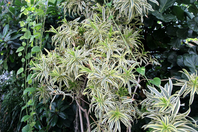 Spider plants are the best plants for your bedroom and sleep.