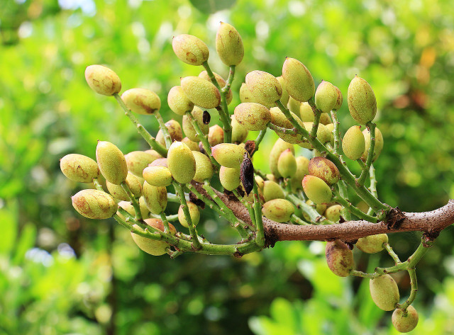 Pistachios are grown in grape-like clusters on trees. 