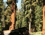 where to see redwoods in california