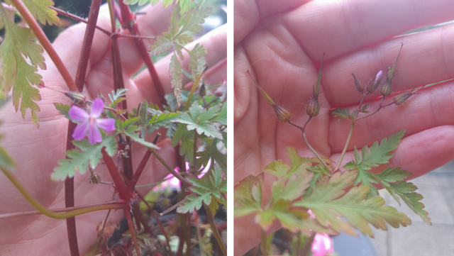 The shining geranium is identifiable by its crane's bill seed pods, dainty pink flowers and rustic red stems.
