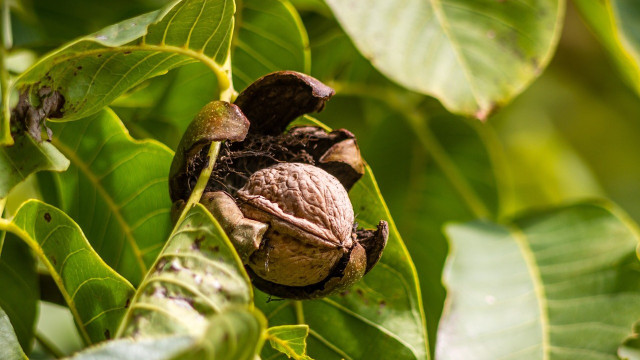 how do walnuts grow