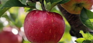 when to prune apple trees