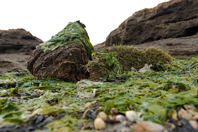 Kelp is a term used to describe large, nutrient-rich seaweeds that grow along rocky coastlines. 