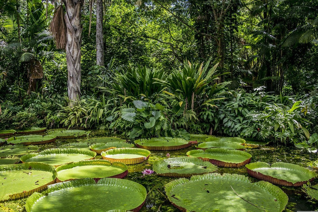 The Amazon rainforest is richly biodiverse.